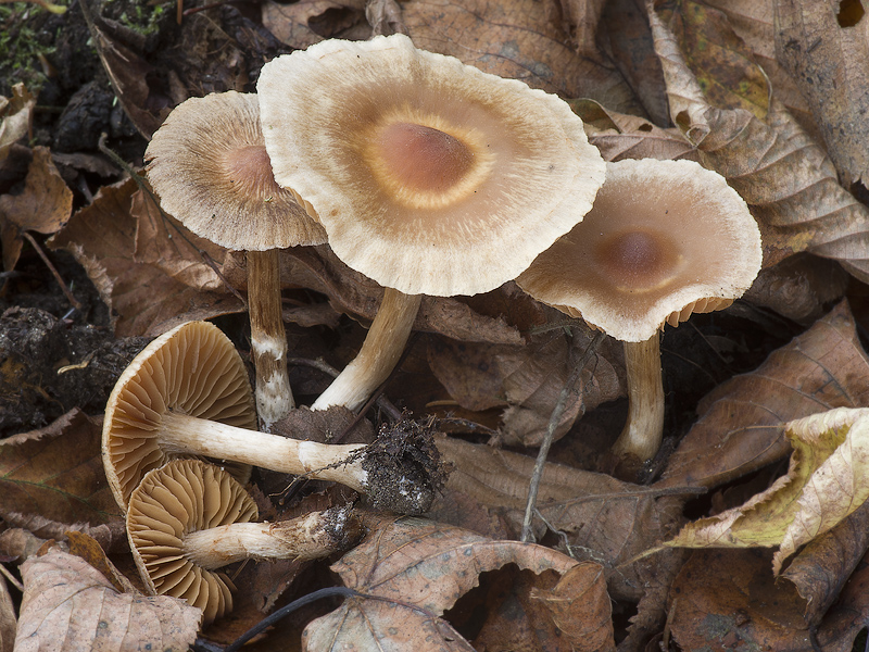 Cortinarius hinnuleus